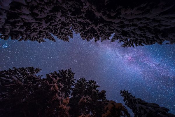Image of a nightsky view between lines of trees