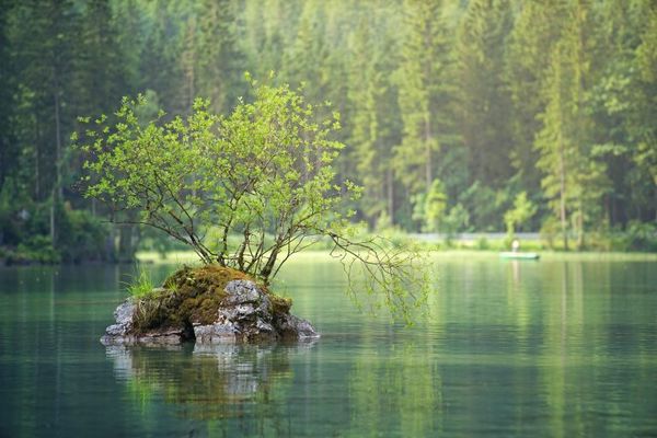 A little island with a tree in the middle of a green lake surrounded by tall trees